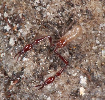 Media type: image;   Invertebrate Zoology 21577